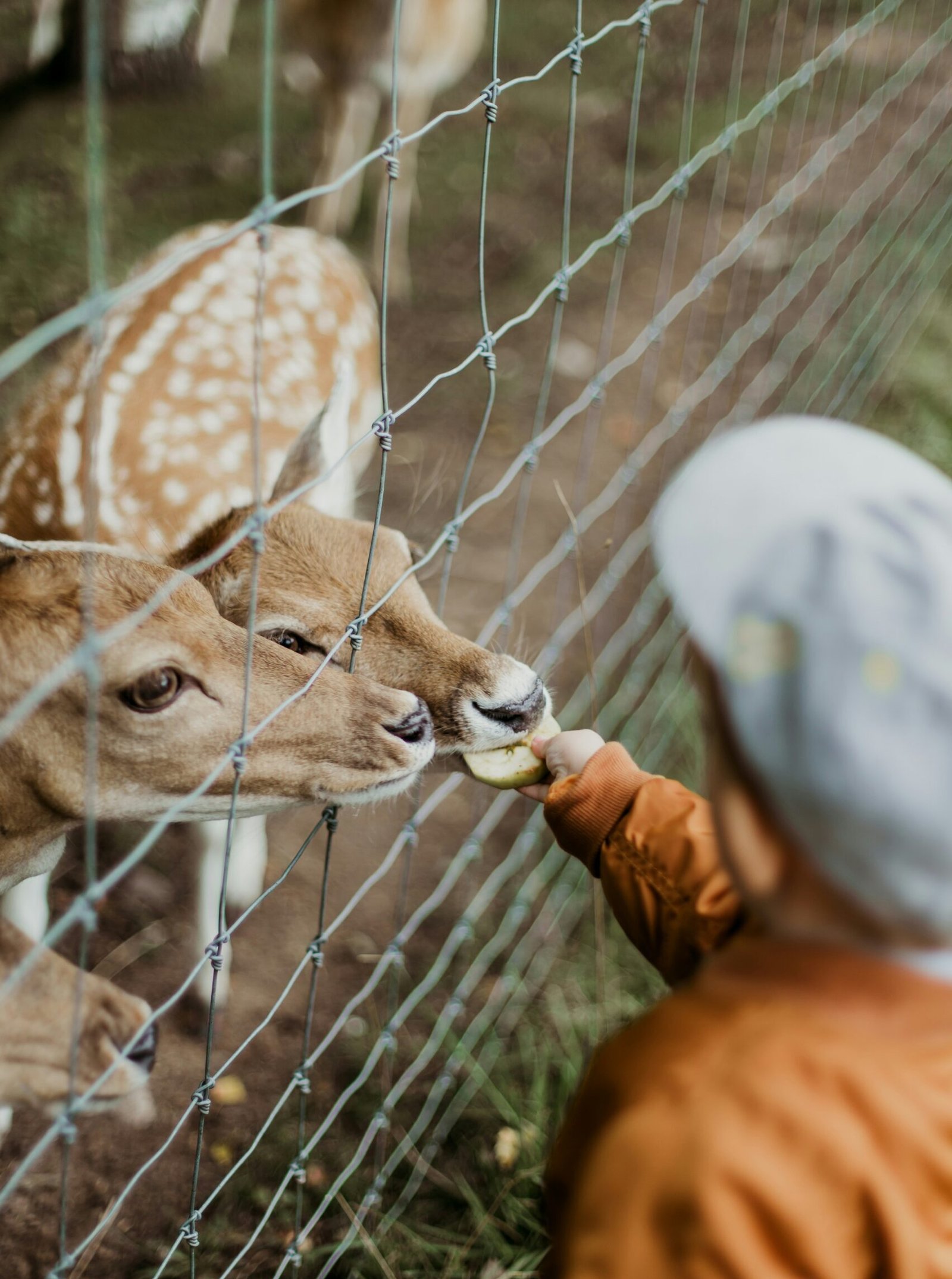 Zoo Visit