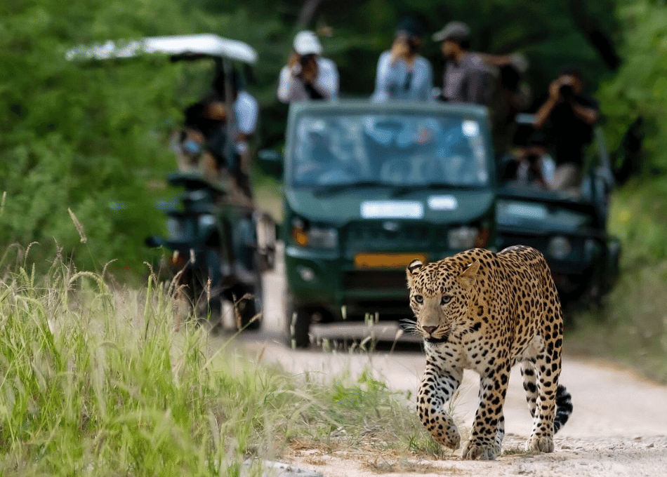 Wildlife Safari